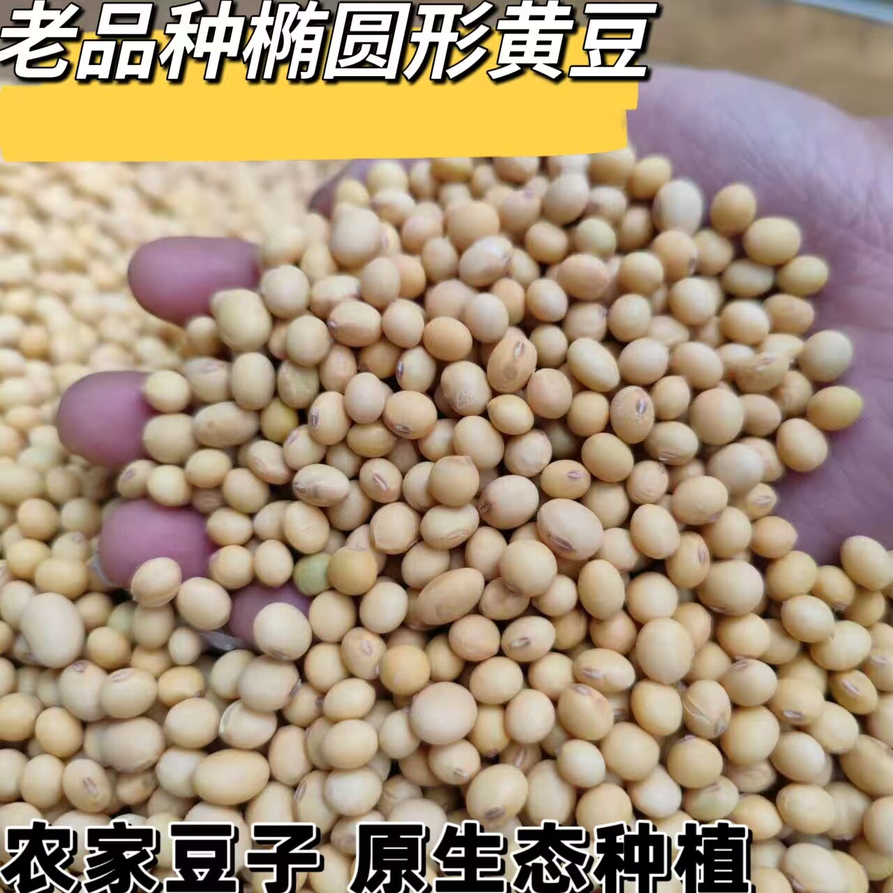 农家自种土黄豆2026新货老品种笨黄豆打豆浆专用小黄豆做豆腐