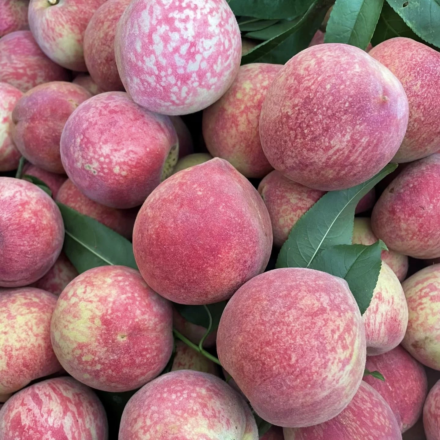 正宗老树血桃湖北新鲜现摘现发助农水果应季桃子5斤包邮孕妇脆桃