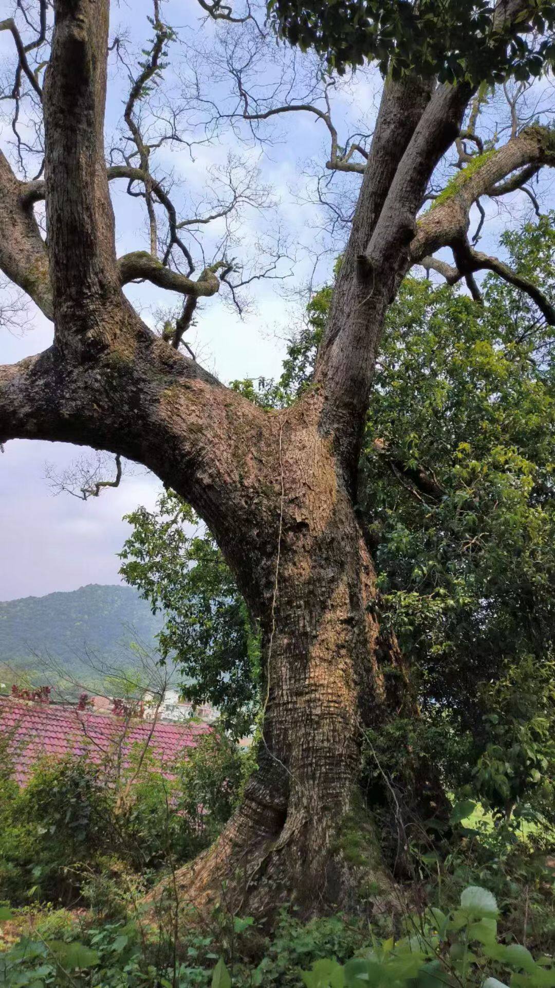 厂家直销的芳樟香水精油，公司，含量化验单，手续齐全。