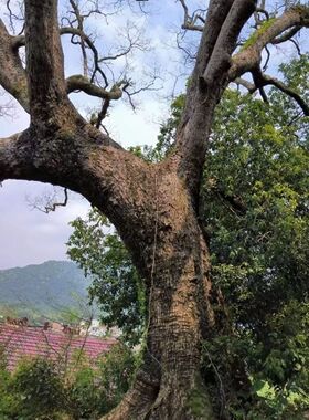 厂家直销的芳樟香水精油，公司，含量化验单，手续齐全。