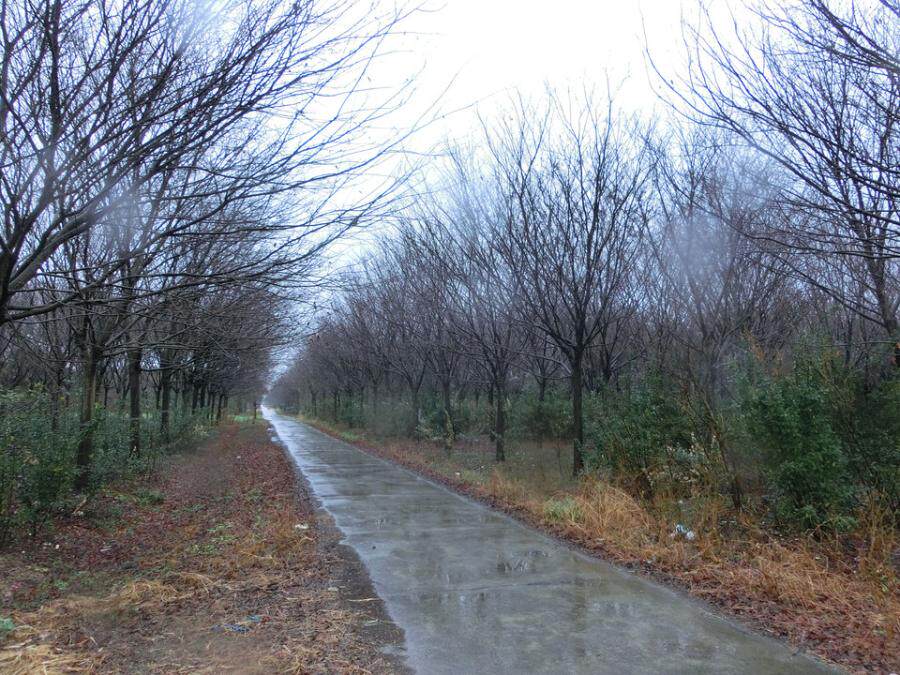 5月26日盐城市许河镇元东村7组、8组的372.8亩土地上的苗木网络拍卖公告