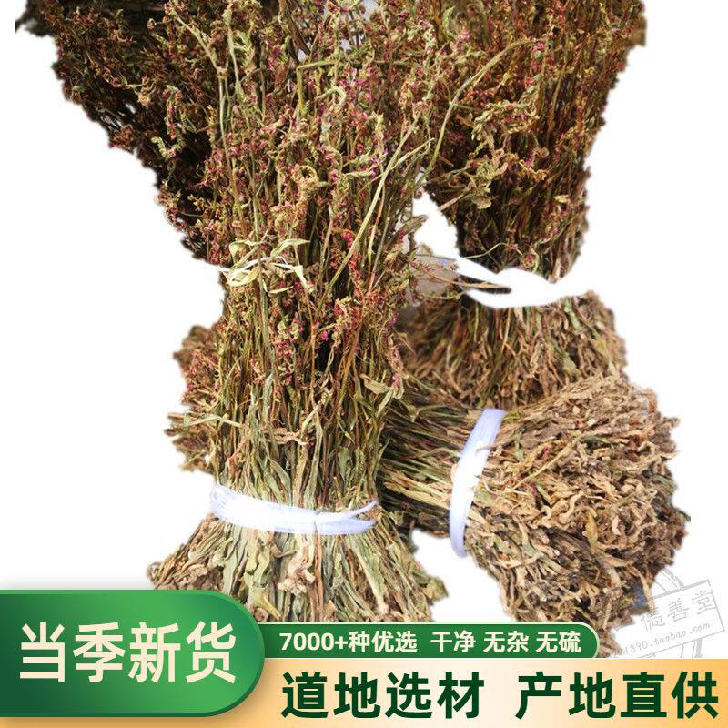 盘龙参 盘龙草 绥草 龙抱柱镰刀草 龙盘旋鲤鱼草飞龙草500克