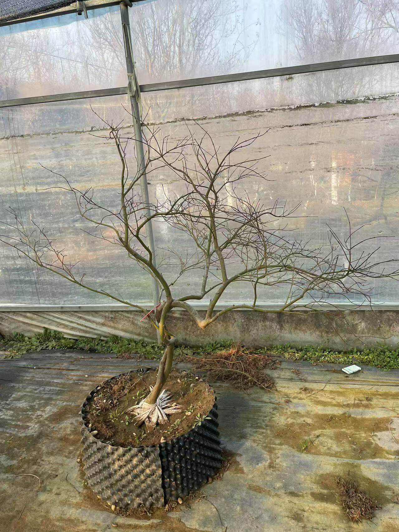 大规格外山羽毛枫树品种枫树观叶植物庭院阳台别墅高端景观枫树