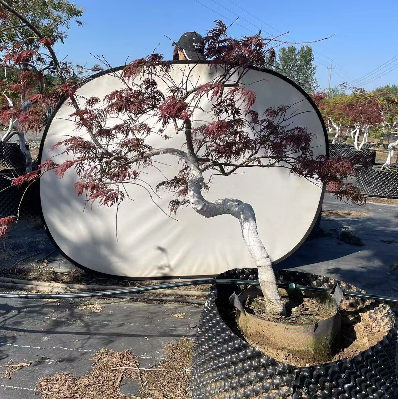 猩猩枝垂羽毛枫树苗叶片多彩枫树彩叶枫树苗庭院观赏枫树羽毛枫苗