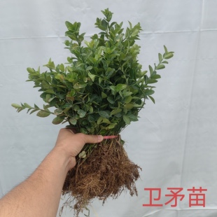 卫矛苗四季常青耐寒不落叶黄杨树苗冬青苗园林绿化工程北方易成活