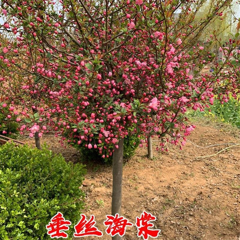 垂丝海棠树苗西府北美庭院绿化植物四季地栽盆栽绿化苗木海棠小苗