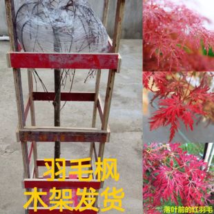 石榴红羽毛枫树苗庭院别墅地栽枫树垂枝羽毛枫苗外山羽毛枫树苗