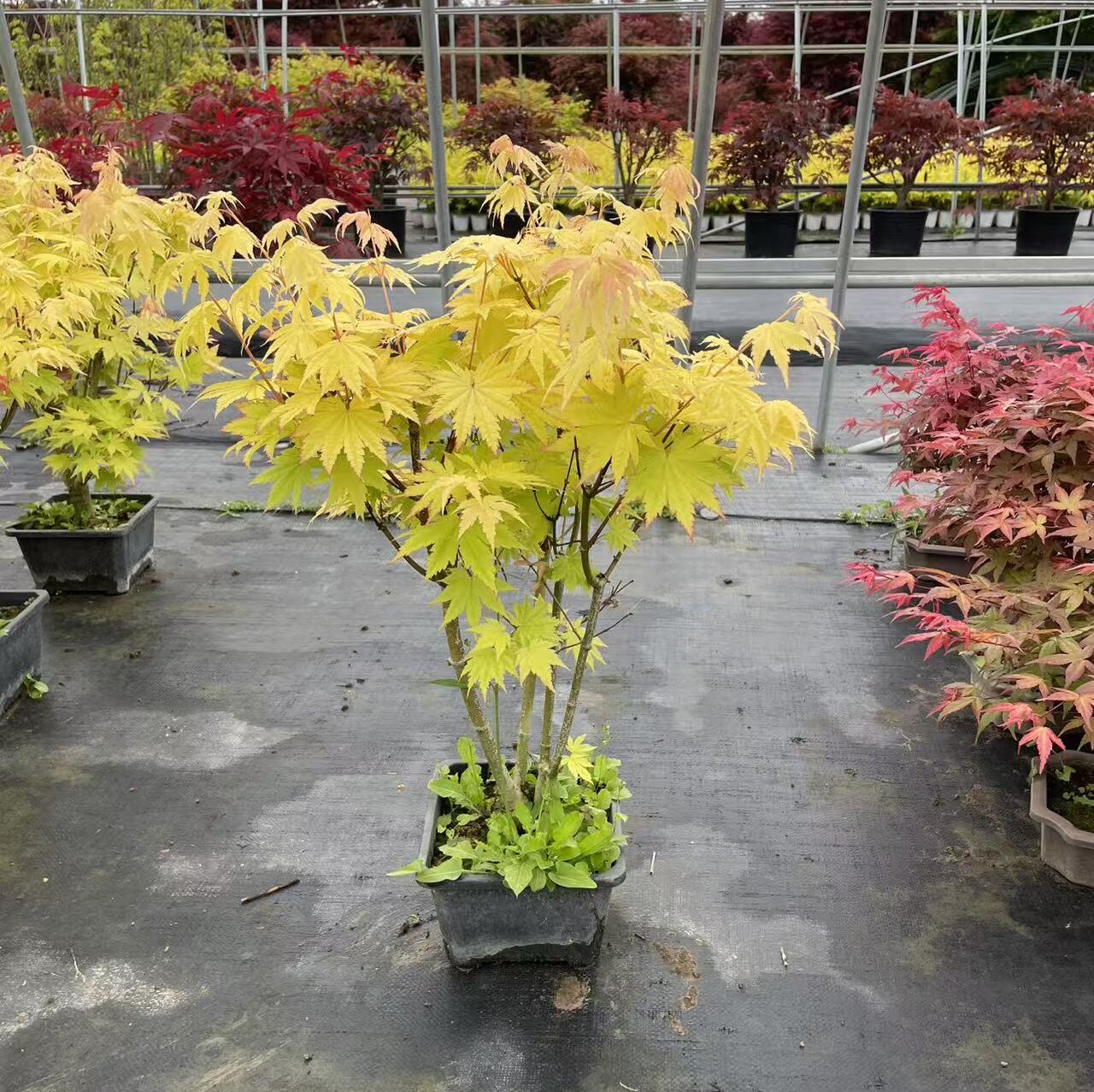 约旦枫树叶色变化多亮黄色品种枫别墅庭院观赏地栽盆栽彩叶枫树苗