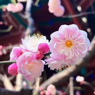 原生宫粉梅老桩梅花树苗耐寒红梅老桩室外年宵花卉绿植浓香型梅花