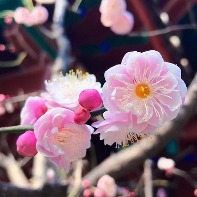 原生宫粉梅老桩梅花树苗耐寒红梅老桩室外年宵花卉绿植浓香型梅花