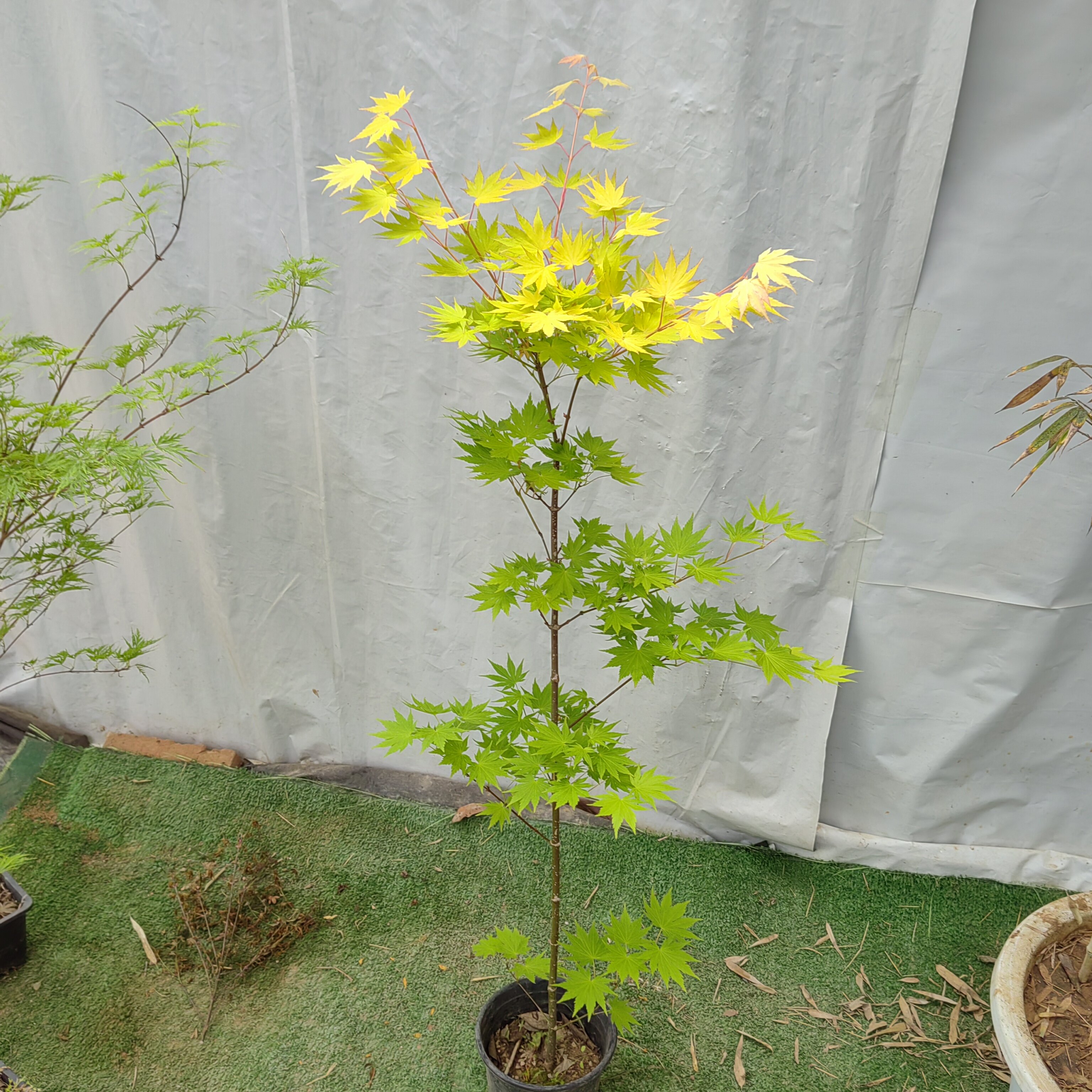 约旦枫树苗 金黄色叶子 彩叶品种枫树庭院别墅地栽观赏枫树约旦枫