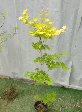 约旦枫树苗 金黄色叶子 彩叶品种枫树庭院别墅地栽观赏枫树约旦枫