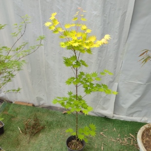 约旦枫树苗 金黄色叶子 彩叶品种枫树庭院别墅地栽观赏枫树约旦枫