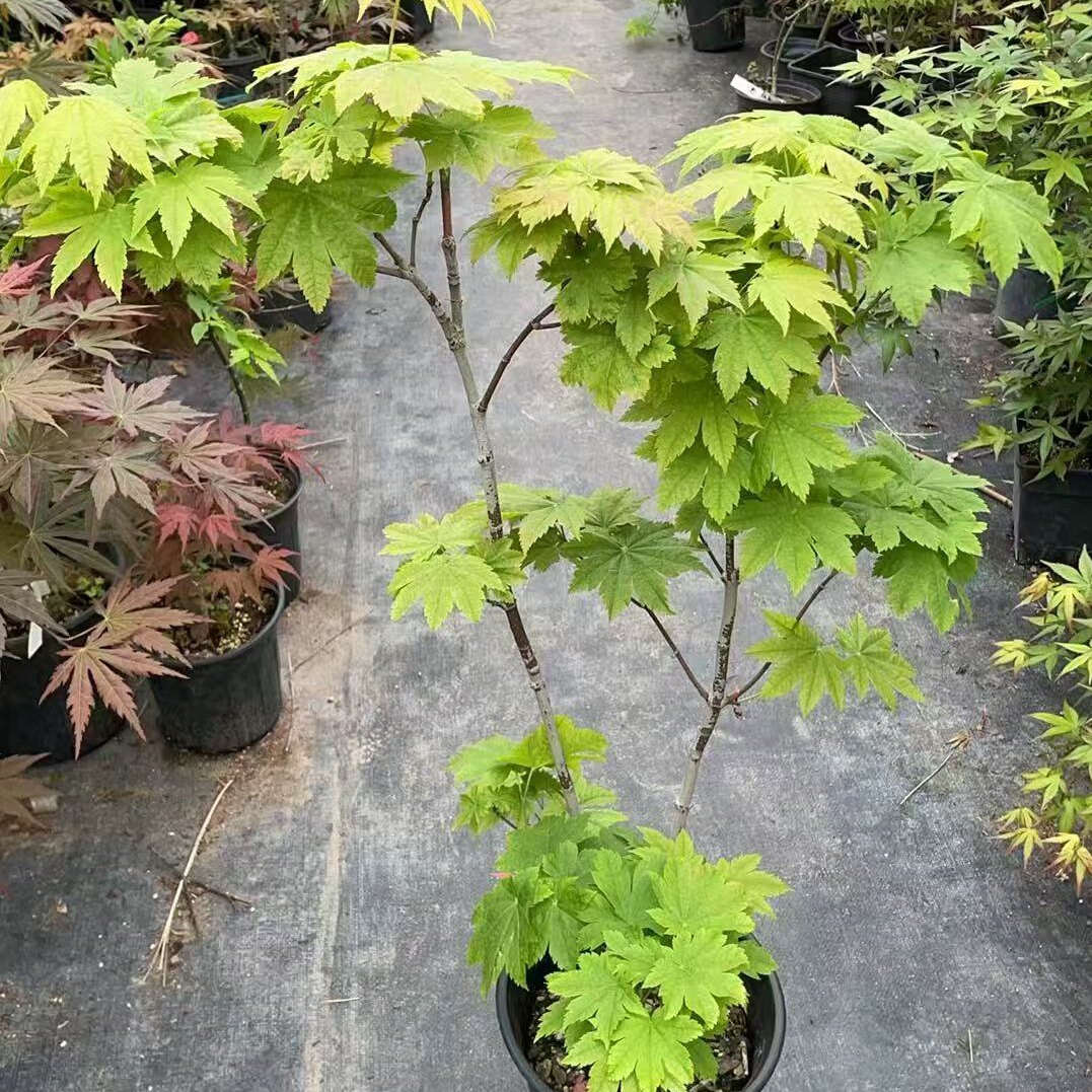赤芽枫树苗羽团扇枫大叶耐晒枫秋色艳丽别墅庭院观赏彩叶枫树