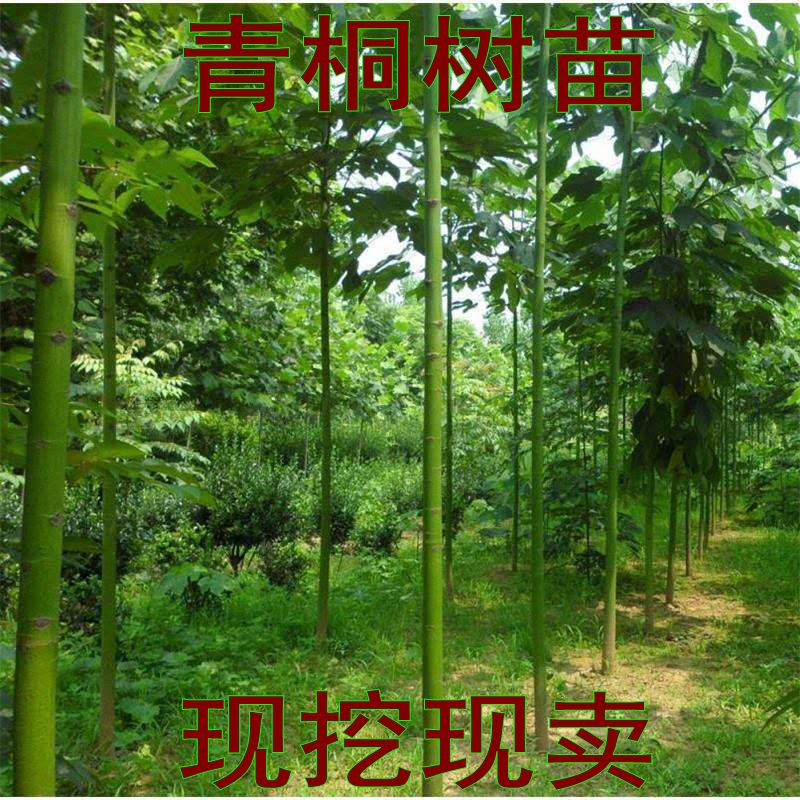 青桐适合北方种植绿化苗木