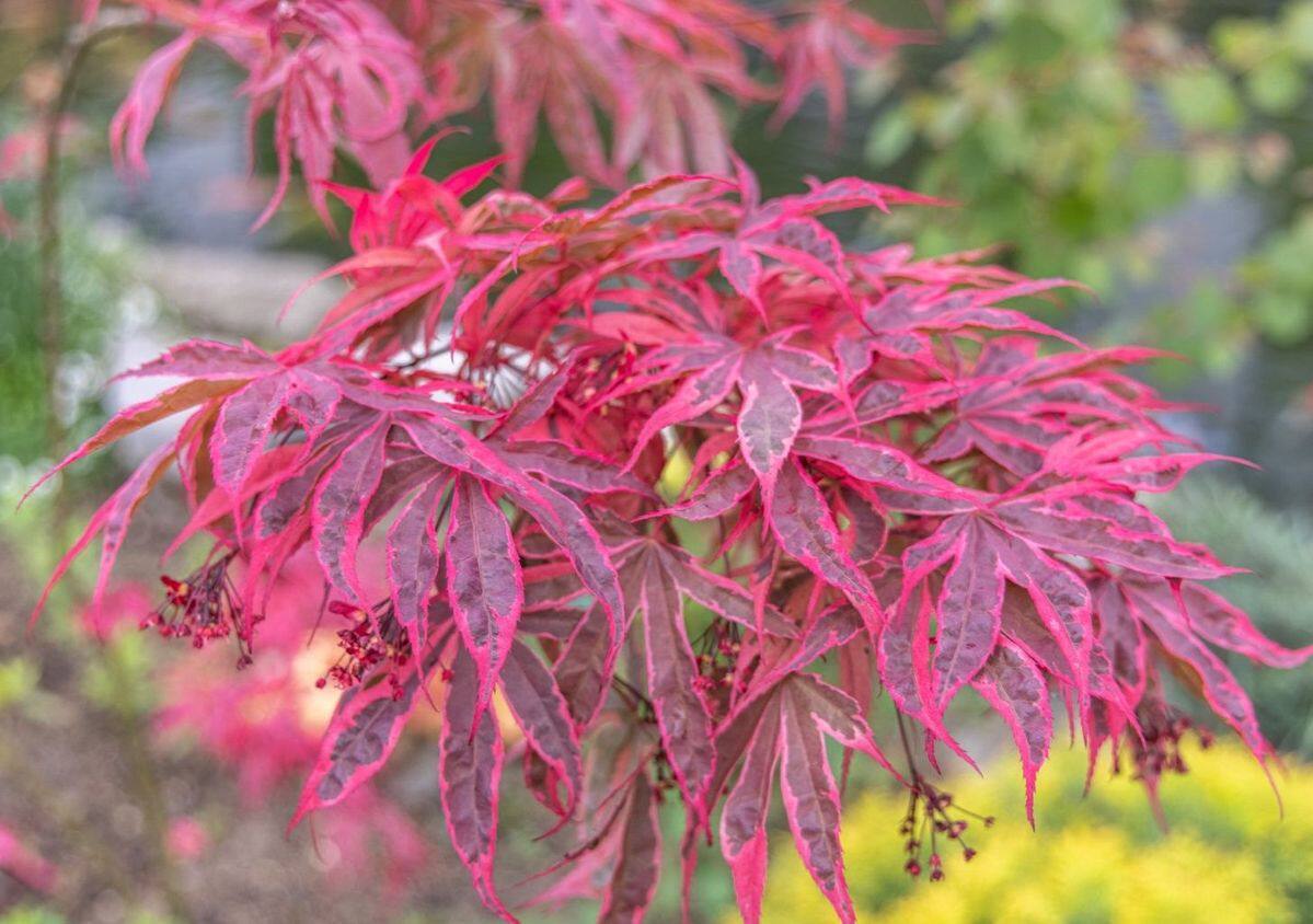 希拉蕊 日本枫进口枫树新品种红枫 花园阳台庭院盆栽地栽正品槭树