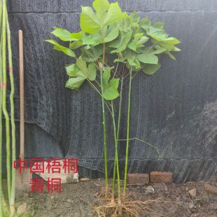青桐树苗中国梧桐树苗庭院绿化风景树绿化苗木行道树青桐苗桐麻树