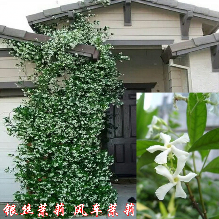 藤本种植风车茉莉银丝茉莉花苗络