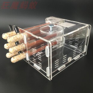 狂魔蚂蚁 6试管巢 大尺寸6试管