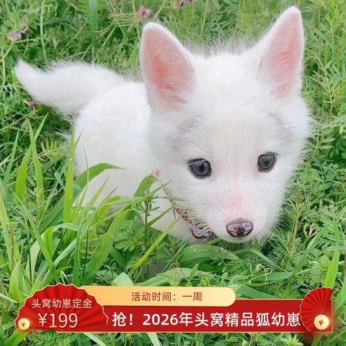 定金！！！宠物狐狸活体白狐雪hu黑狐小狐狸幼崽活体自家养殖