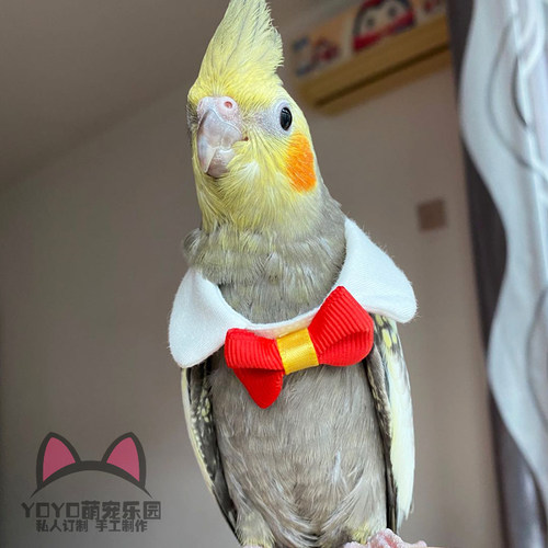 YOYO定制鸟类鹦鹉衣服鸟项圈卖萌可爱领结领带鹦鹉衣服装饰品领结 - 封面
