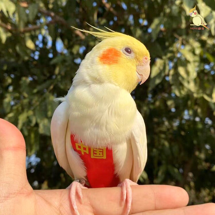 鹦鹉衣服玄风尿不湿定制加厚保暖屎兜牡丹虎皮爱鸟用遛鸟衣飞行服