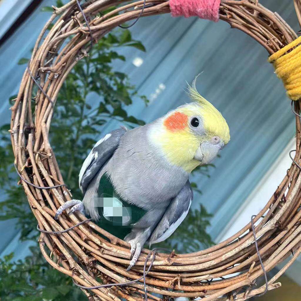 鹦鹉尿不湿定制个性汉服屎兜玄风牡丹虎皮爱鸟用衣服遛鸟衣飞行服