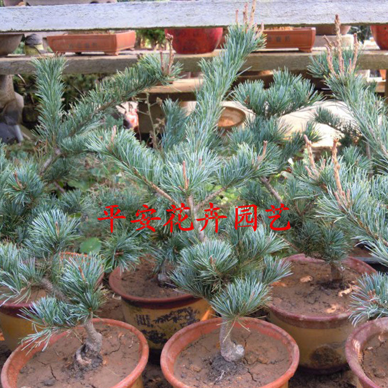 五针松盆景绿植花卉庭院阳台盆栽