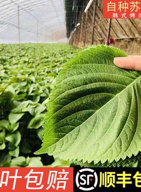 顺丰包邮东北新鲜苏子叶绿色苏叶韩国泡菜韩式烤肉店商用新鲜现摘