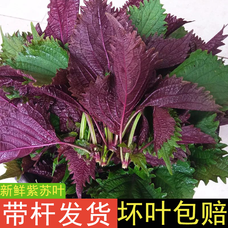 广西新鲜紫苏叶可食用带杆发货料理鱼生提香去腥佐料餐饮烧菜烧鱼,水产肉类/新鲜蔬果/熟食,叶菜类,淘宝优惠券,粉丝福利购,淘宝优惠卷
