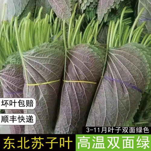 苏子叶东北特产新鲜蔬菜当季