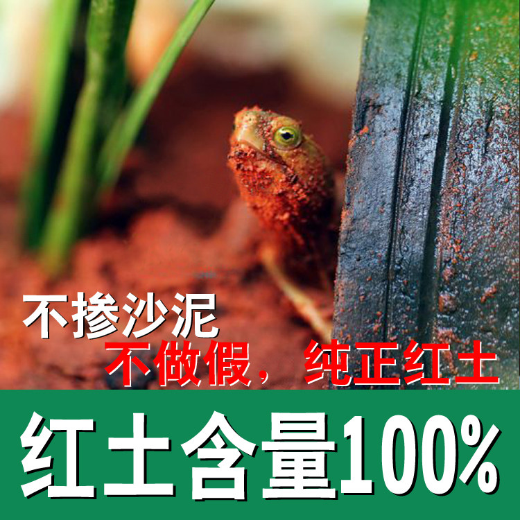 安缘龟半水龟黄缘红土红土黄缘龟