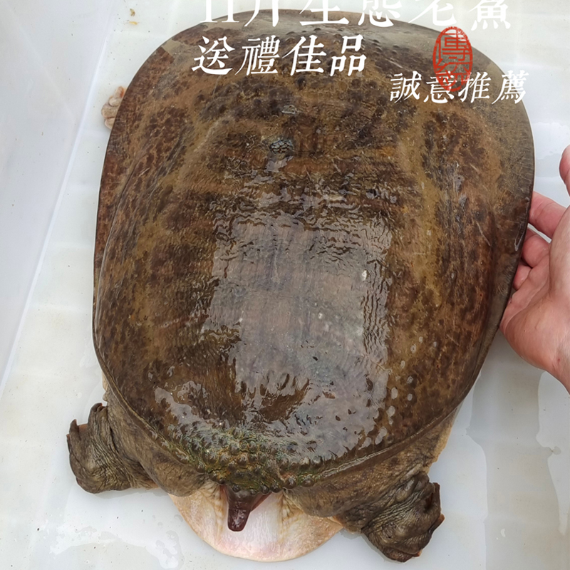 珍珠鳖甲鱼外塘10斤食用巨型活体