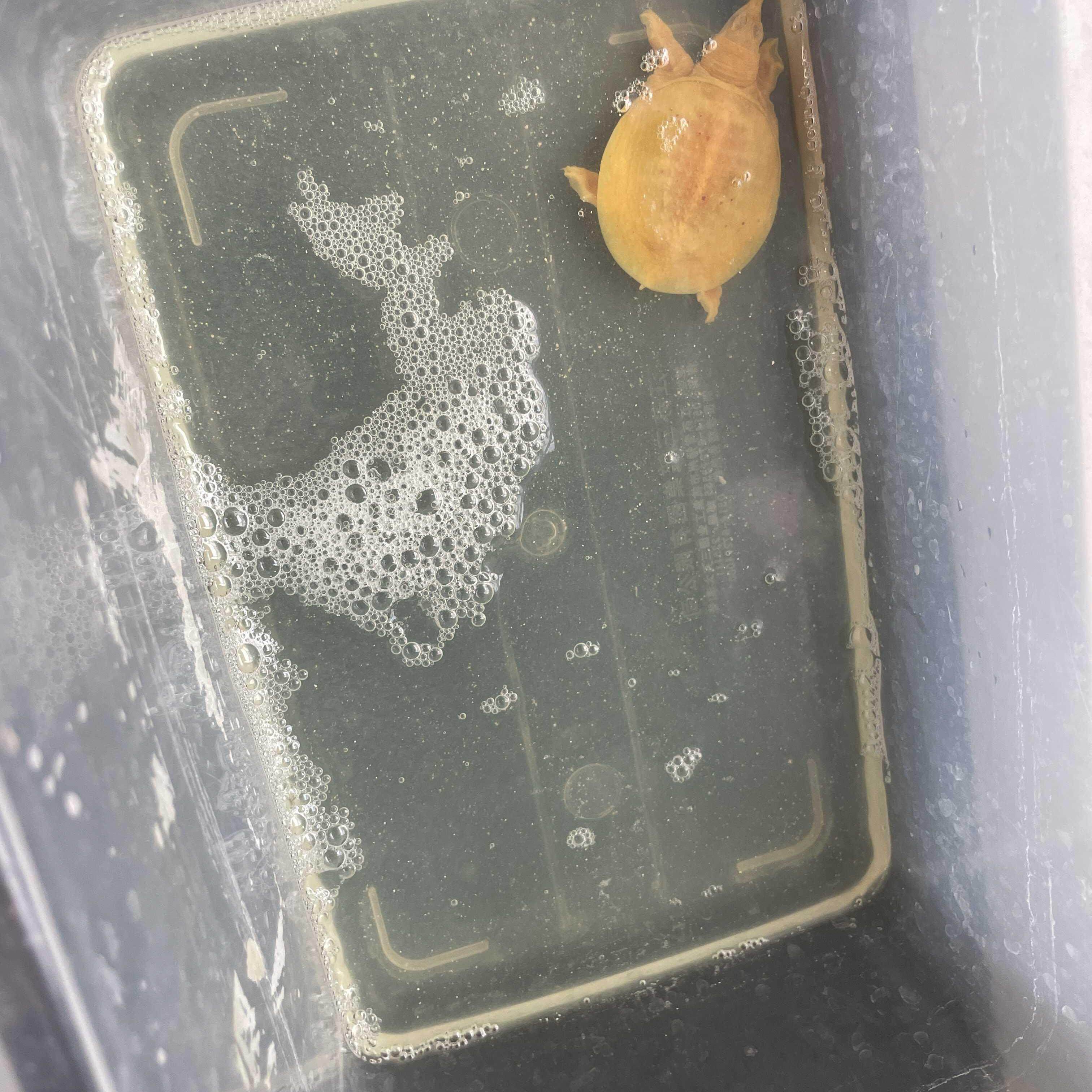 黄金甲鱼消毒水白点腐皮乌龟水质净化龟鳖水鱼净水剂杀菌黄粉金鳖,宠物/宠物食品及用品,龟/鳖,淘宝优惠券,粉丝福利购,淘宝优惠卷