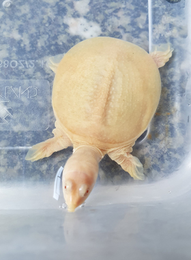 粉雪白化鳖黄金鳖苗白色鳖黄金甲鱼变异珍珠鳖水鱼鳖红眼白化甲鱼