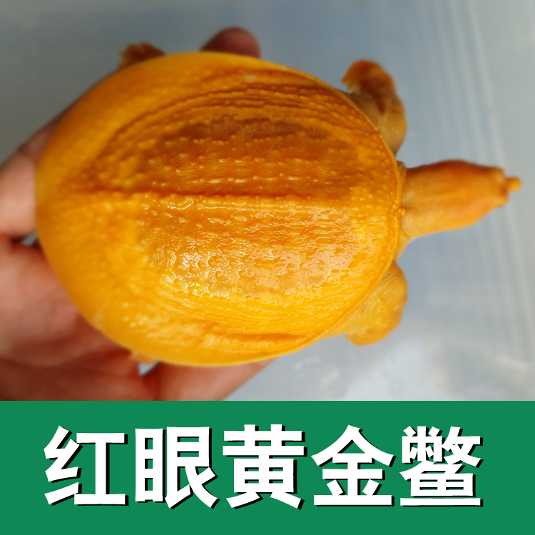 红眼白化鳖水鱼变异黄金鳖珍珠鳖