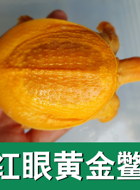 红眼白化鳖水鱼变异鳖变异王八甲鱼苗黄金甲鱼黄化黄金鳖苗珍珠鳖