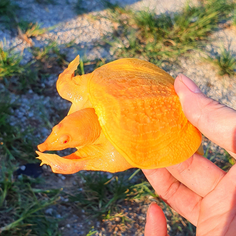 黄金鳖观赏鱼深水鳖黄化鳖变异宠物深水龟鳖红眼金身龟鳖黄金龟鳖