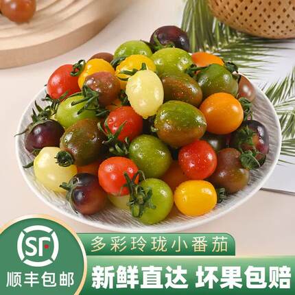 山东寿光七彩小番茄圣女果新鲜现摘小柿子6-7个品种多彩色小番茄