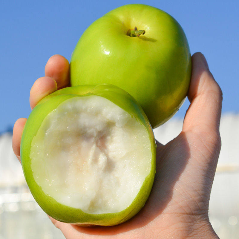 现货云南牛奶枣大青枣台湾贵妃牛奶蜜枣新鲜苹果脆甜冬枣子包邮