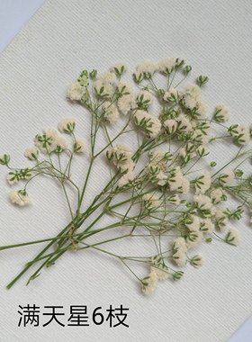 周周押花 满天星白粉红黄蓝色压花干花植物标本 滴胶壳书签画材料