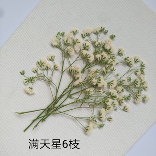周周押花 满天星白粉红黄蓝色压花干花植物标本 滴胶壳书签画材料