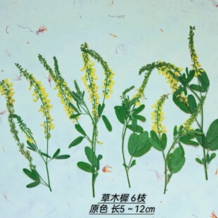 周周押花压花 草木樨 黄色线条穗植物标本干花手工材料包