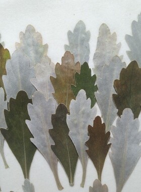 周周押花植物标本叶子手工材料