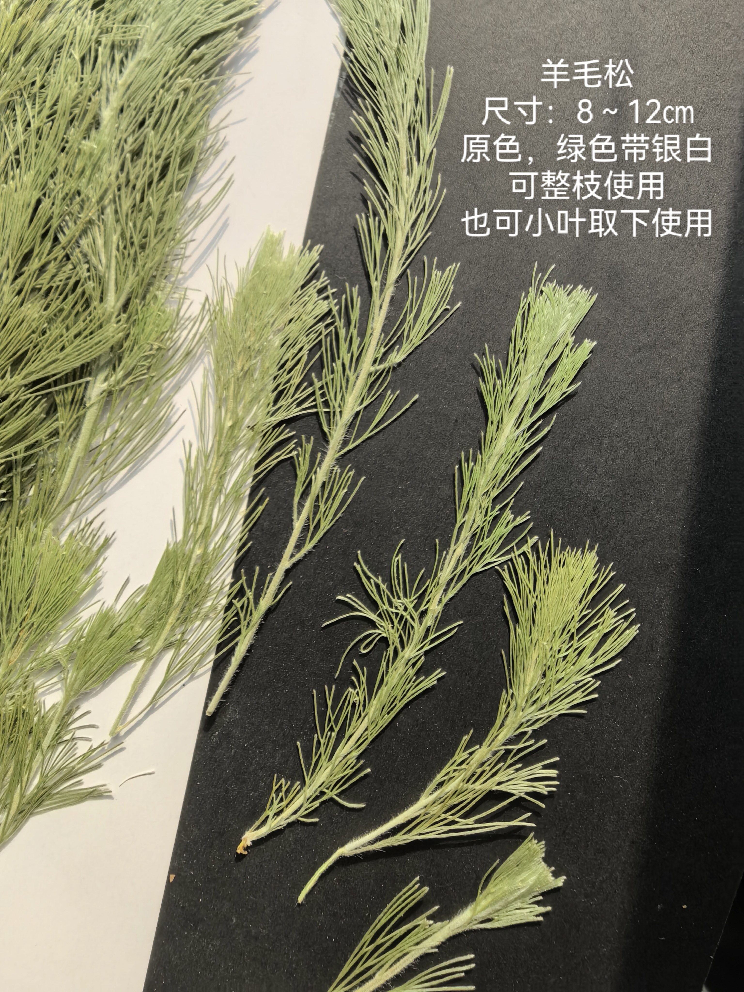 周周押花压花 羊毛松 松针真树叶干花植物标本贴画小松叶
