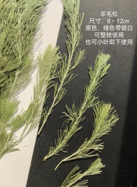 周周押花压花真树叶干花植物标本
