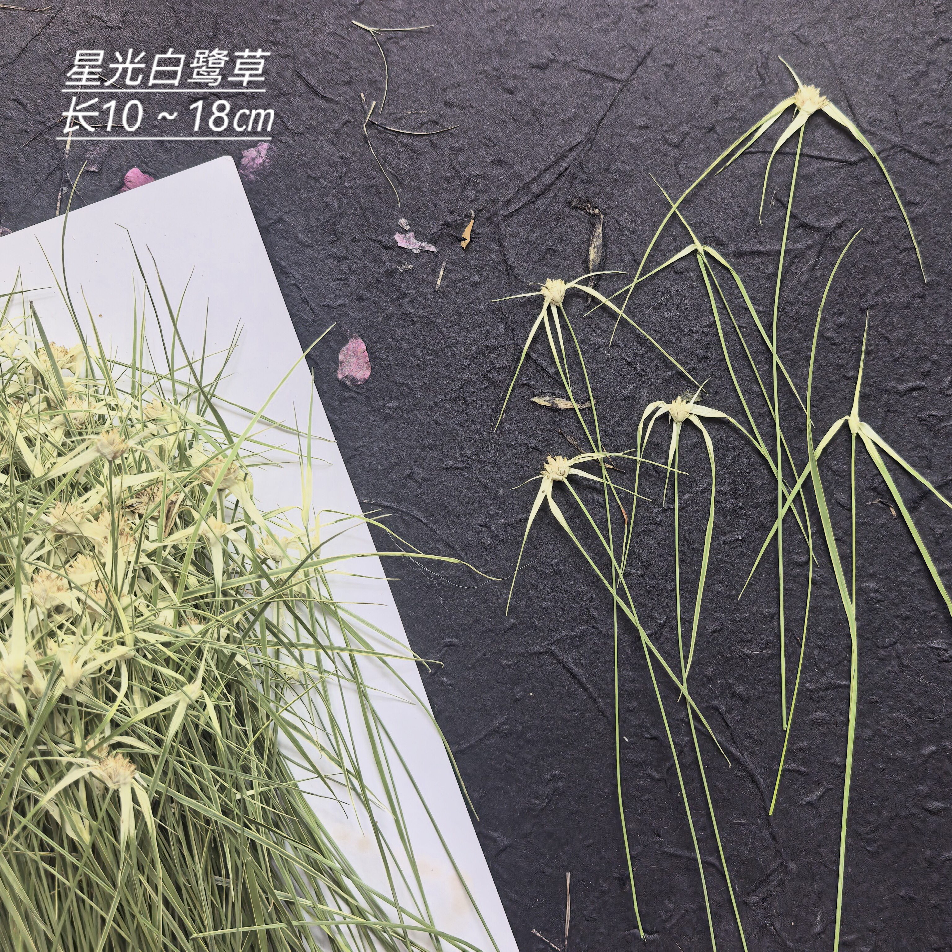 周周押花压花 星光白鹭草ins风线条穗植物标本干花DIY手工材料