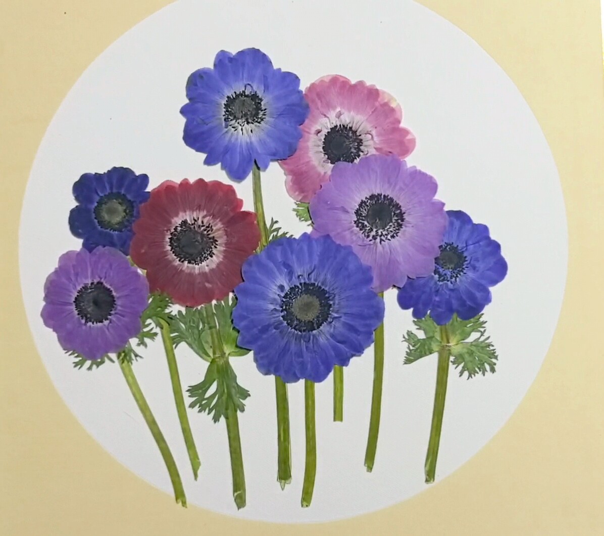 周周押花银莲压花真花手工diy材料包植物干花相框贺卡教师节礼物