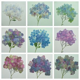 周周押花 秋色重瓣绣球压花真花植物标本干花装饰