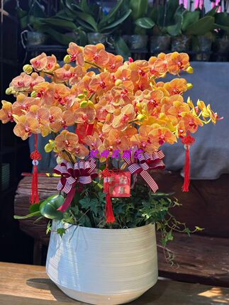 蝴蝶兰盆栽 祝福年宵鲜花 开业庆典鲜花 节日鲜花 上海同城配送